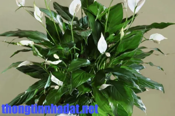 Lan như ý có nhiều công dụng nhưng rất dễ trồng, dễ chăm sóc