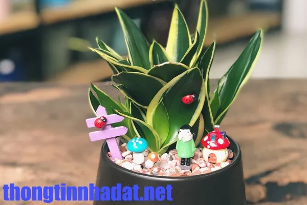 Lưỡi hổ loại bỏ độc tố hiệu quả